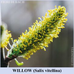 Willow fiori di Bach