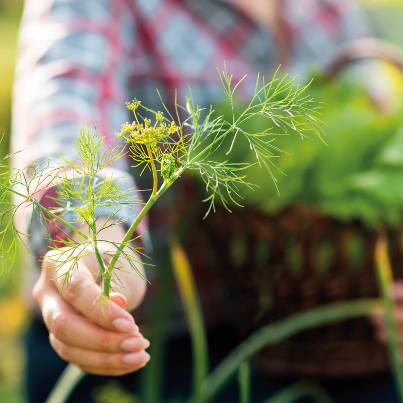 Raccolta piante fresche e selvatiche