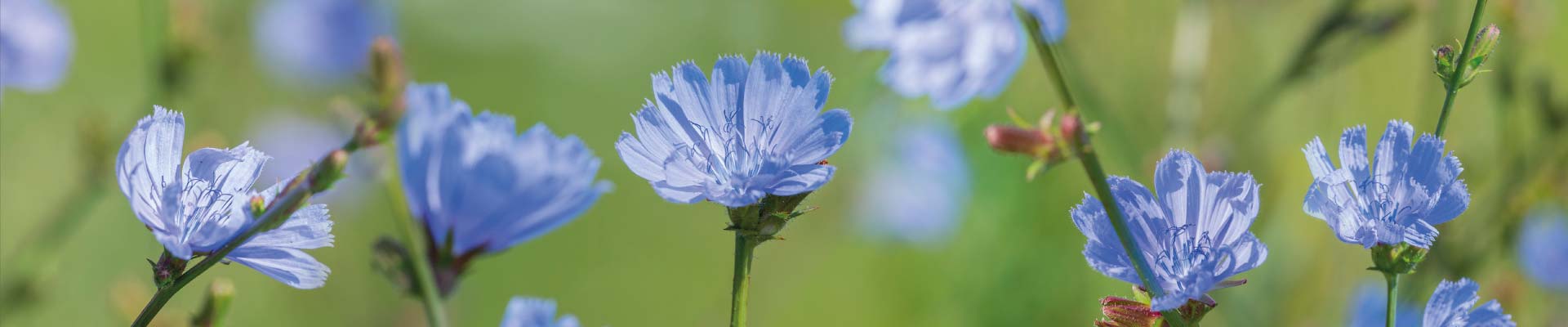 Fiori di Bach erboristeria