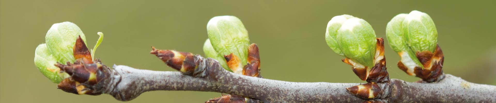 Gemmoderivati erboristeria
