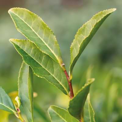 Foglie del Tea Tree, Melaleuca Alternifolia