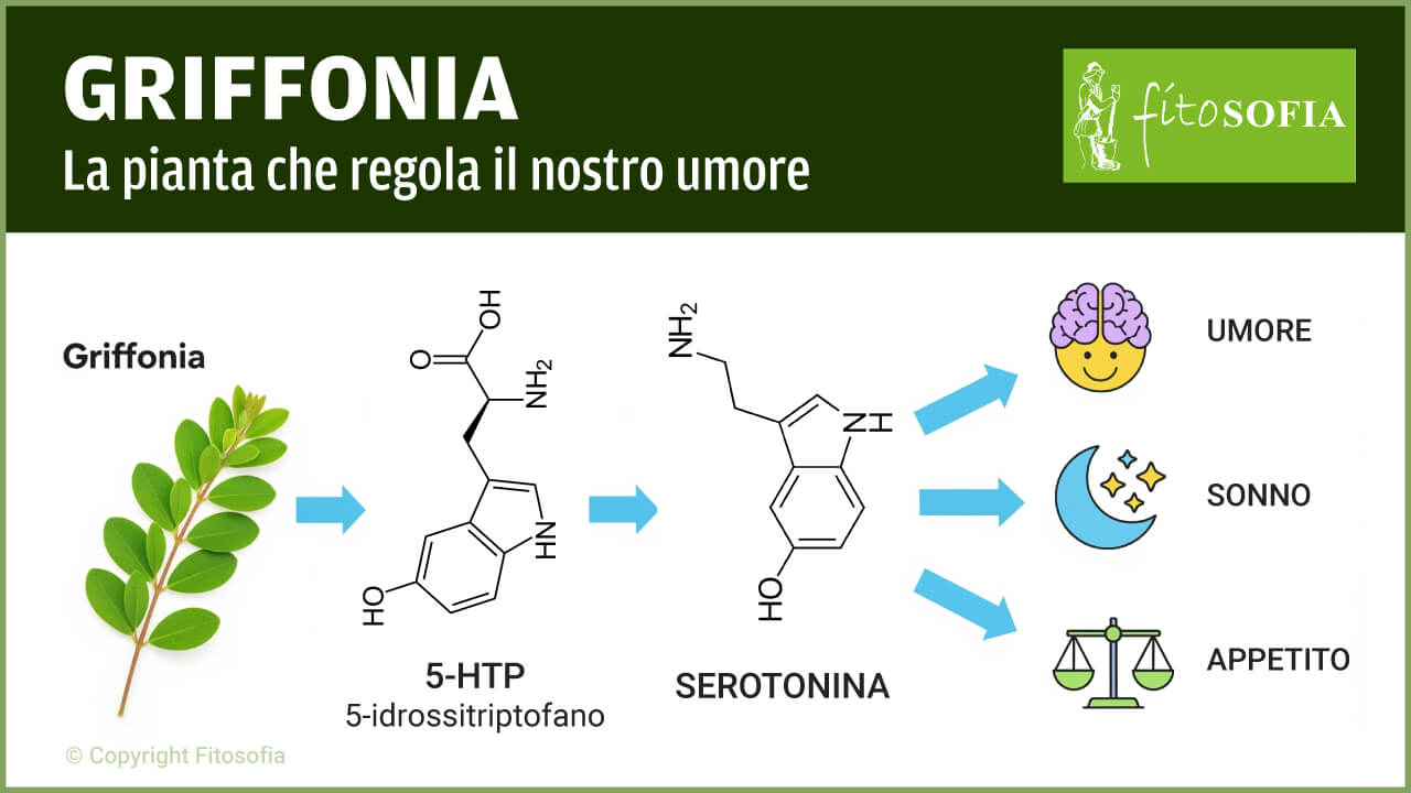 Schema che illustra come la Griffonia, tramite il 5-HTP e la serotonina, migliora l'umore, regola il sonno e controlla l'appetito.