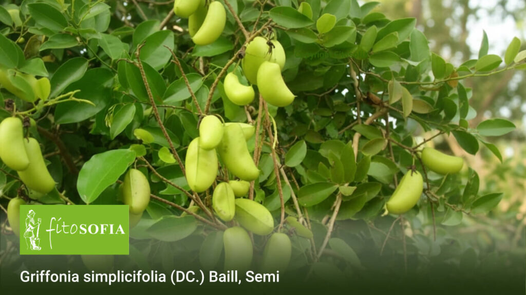 Baccelli verdi della Griffonia simplicifolia, pianta ricca di 5-HTP utile per migliorare umore, sonno e fame nervosa.