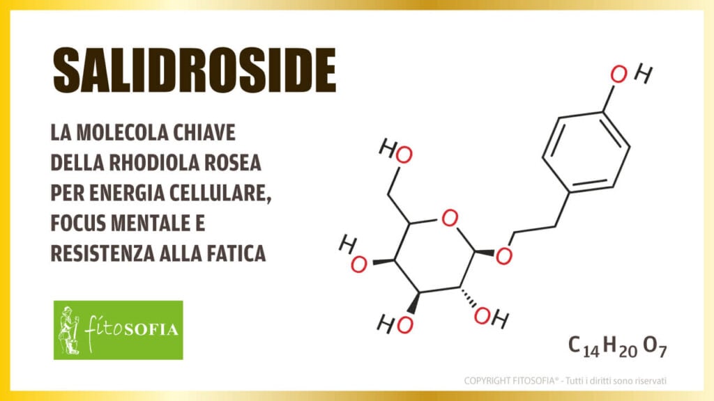 Il Salidroside dalla Rhodiola Rosea: la molecola per combattere la stanchezza e migliorare energia e concentrazione.