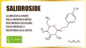 Il Salidroside dalla Rhodiola Rosea: la molecola per combattere la stanchezza e migliorare energia e concentrazione.